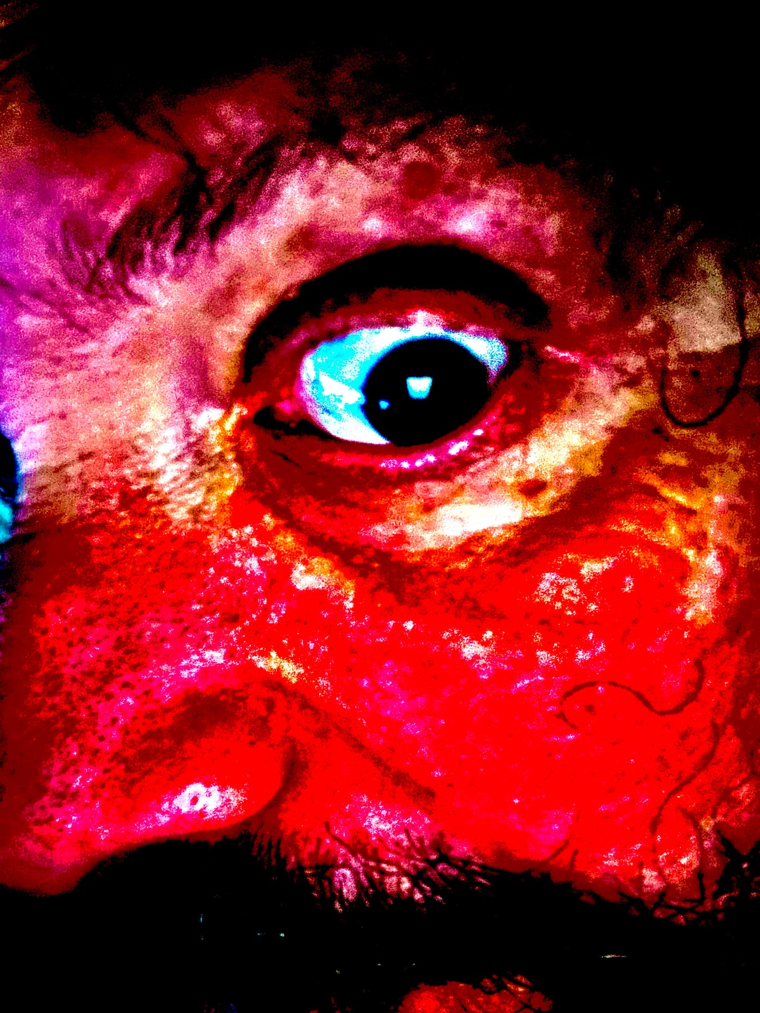 Forest Alter Artist Image